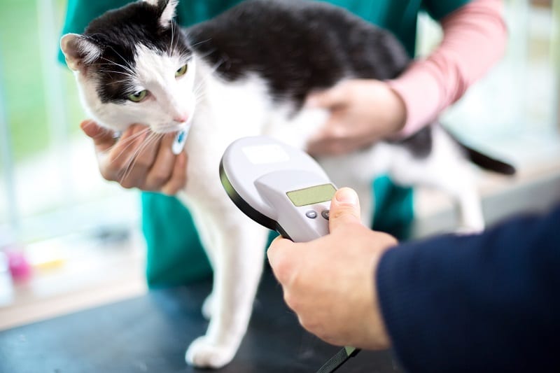 Furbaby Microchipping in Ware, MA