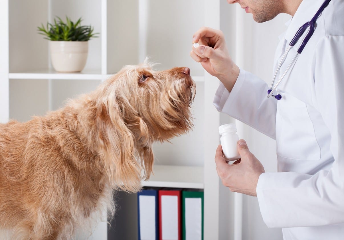 Furbaby Parasite Prevention in Ware, MA