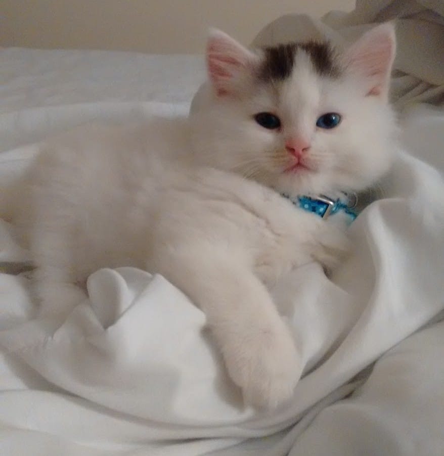 Puppy and Kitten Care in Ware