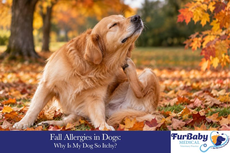 Fall Allergies in Dogs Why Is My Dog So Itchy