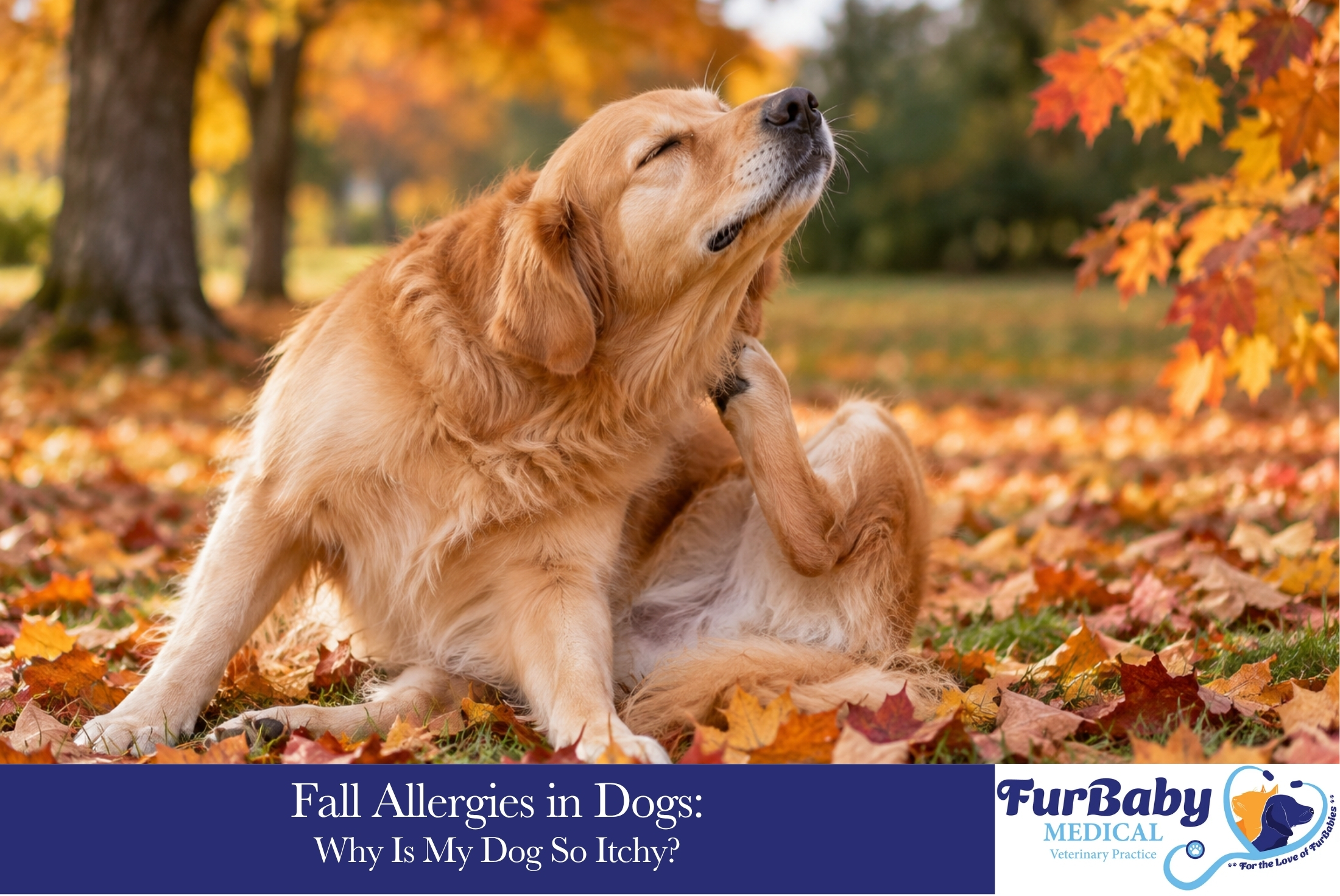 Fall Allergies in Dogs Why Is My Dog So Itchy
